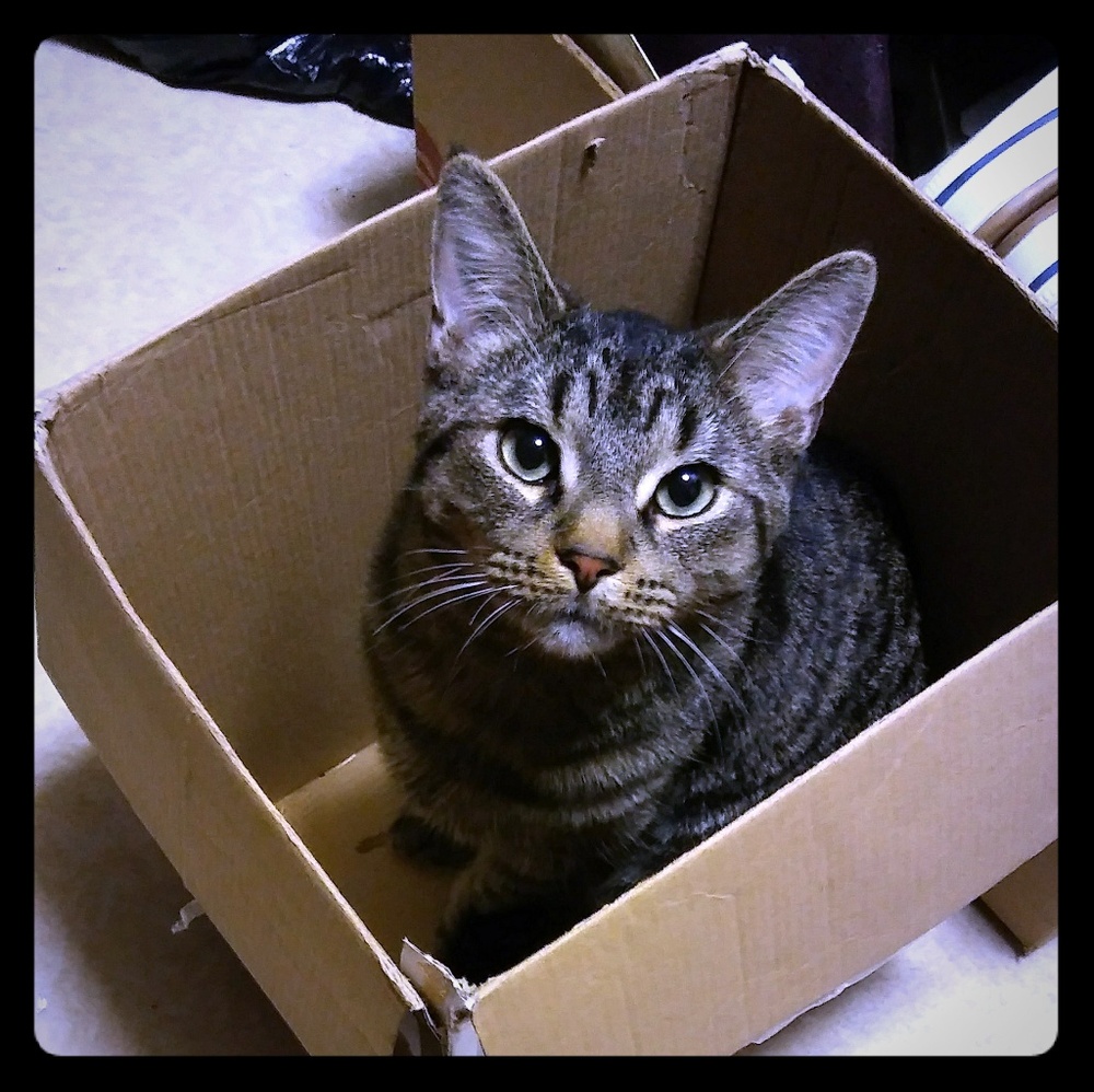 Pictures of the cutest cat/ dog ever